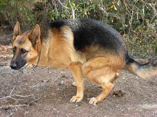 Almería y el problema de las «cacas» de los perros