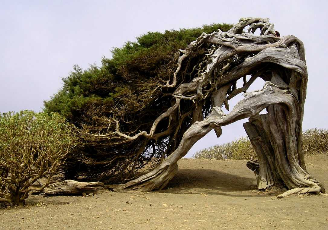 LA URBANIZACIÓN PLAYA SERENA SUR VA A DESTRUIR BUENA PARTE DE LA ZONA NATURAL DE PUNTA ENTINAS-SABINAR