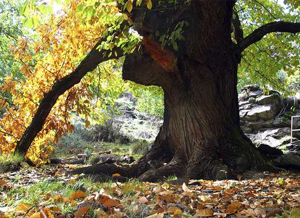 Itinerarios de Senderismo: Subida al Chullo y Sendero del Castaño de Laroles (28-09-2013)