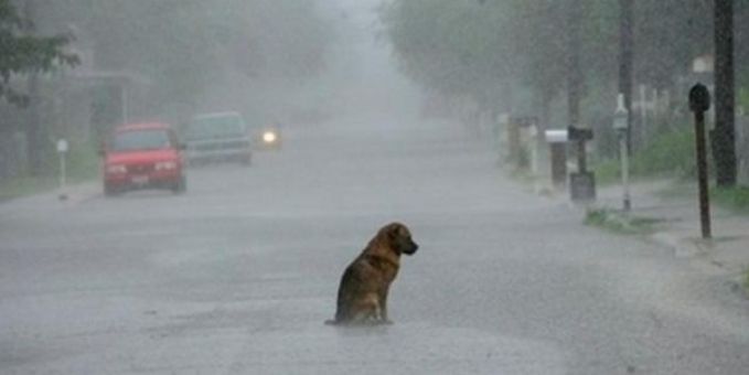 NO al abandono de animales