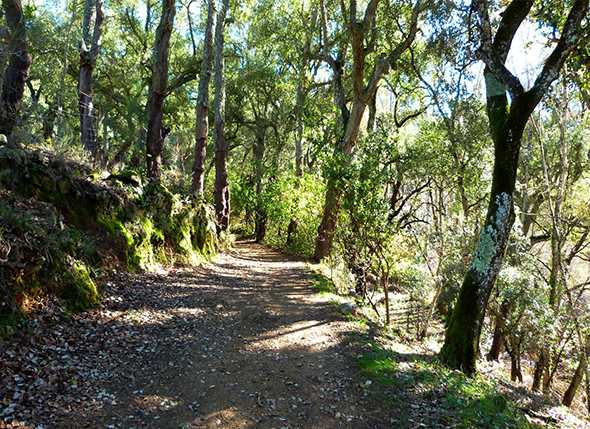 Itinerario Sendero del Sauco