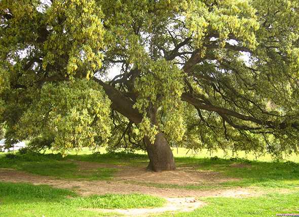 Vía Verde del Aceite (Jaén-Córdoba)